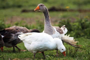 Domestic geese and goose are grazing in the green grass