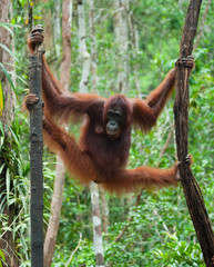 Orangutan in the wild. Indonesia. The island of Kalimantan (Borneo). An excellent illustration.
