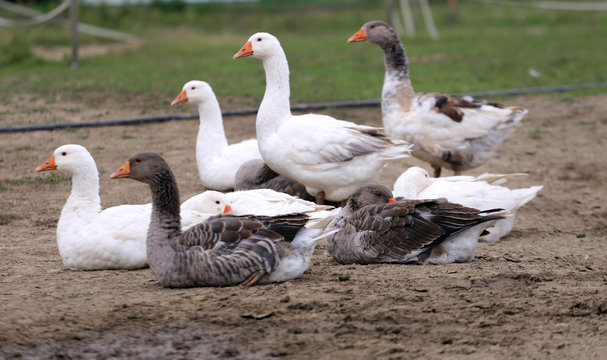 Group of white domestic geese on the poultry farm