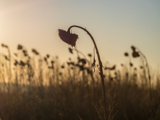 Verwelkte Sonnenblumen im Sonnenuntergang