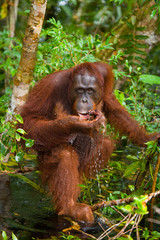 Orangutan in the wild. Indonesia. The island of Kalimantan (Borneo). An excellent illustration.