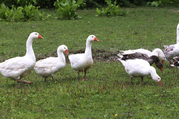 Group of white domestic geese on the poultry farm