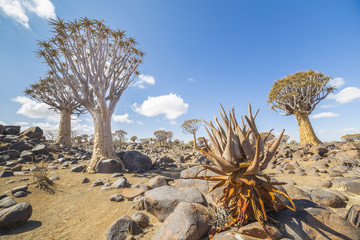 Aloe khamiesensis and quiver tree, or aloe dichotoma, or Kokerbo