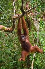Orangutan in the wild. Indonesia. The island of Kalimantan (Borneo). An excellent illustration. © gudkovandrey