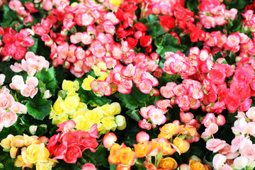 colorful begonia flower - obrazy, fototapety, plakaty