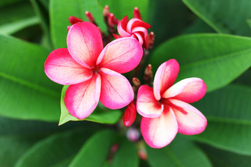 colorful frangiapani flower