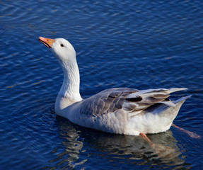 Image with the Snow goose drinking water