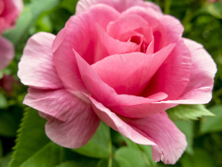Rose in Bloom Closeup Outdoors