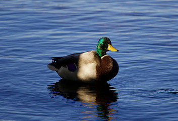 Fototapeta premium Beautiful mallard in the shadows