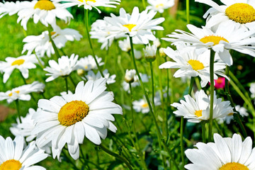 Fototapeta premium Wildflowers daisies. Summer landscape.