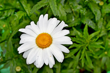 Fototapeta premium Wildflowers daisies. Summer landscape.