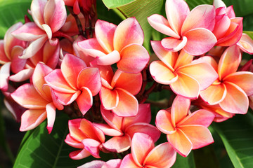 colorful frangiapani flower