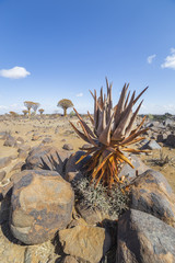 Aloe khamiesensis, in Namibia
