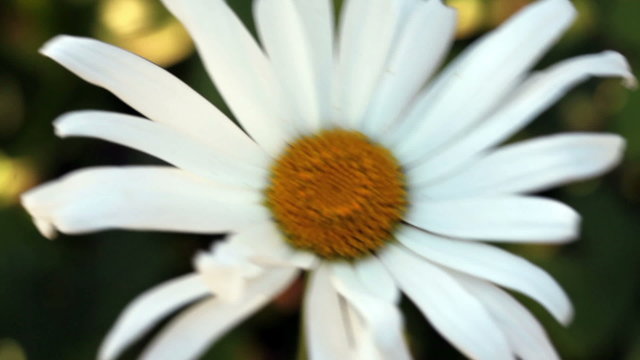 Tight Shot Of Single Daisy Flower Moving
