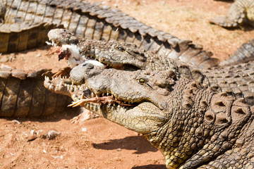 Obraz premium Crocodile 