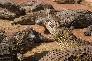 Crocodiles 