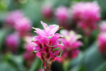 close up of siam tulip flower