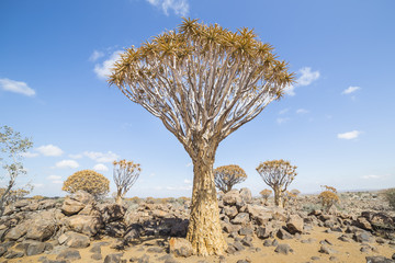 The quiver tree, or aloe dichotoma, or Kokerboom, in Namibia