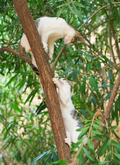 Two cats climbing on the tree.