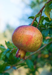 Unripe pomegranate on the tree.