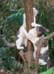 Two cats climbing on the tree.