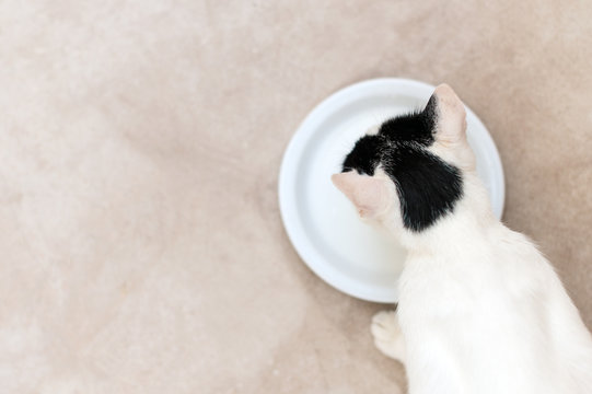 Cat Drinking Milk From Bowl. View From Above.