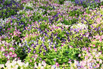 garden of colorful wishbone flower