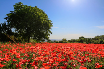 Spring landscape: walnut tree in field of poppies. BASILICATA (ITALY).Rural scene of Palazzo San Gervaso (POTENZA).