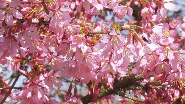 Prunus Okame cherry blossoms, full screen