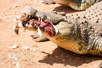 Fototapeta premium Crocodile