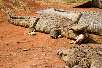 Crocodile