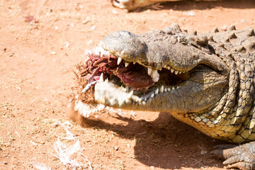  Crocodile 