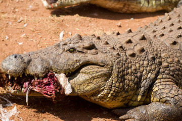 Fototapeta premium Crocodile 