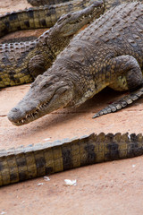  Crocodile 