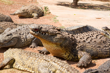  Crocodile 