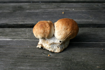 siamesischer zwillingssteinpilz hölzern closeup detail lifestyle waldpilz rarität