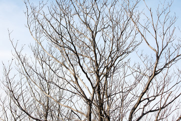 dry tree as background.