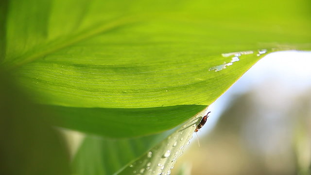 Insect perches on a large tropical leaf.