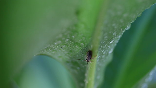 insect resting on a wet canna leaf