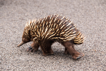 Small hedgehog sitting on the sidewalk in the centre of Budapest