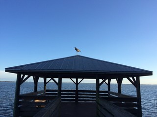 Great blue heron on top of a shelter in a central Florida park
