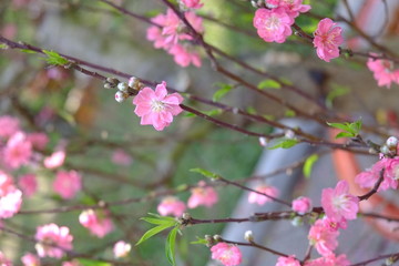 Fototapeta na wymiar Peach blossom in spring