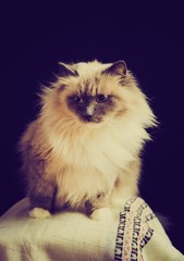 Fototapeta na wymiar Vintage photo of beautiful Neva Masquerade cat