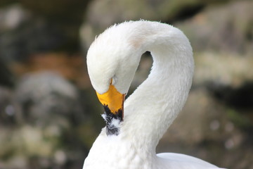 Obraz premium 毛づくろいする白鳥