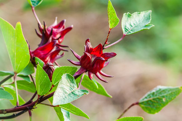 Obraz premium Roselle fruits (Hibiscus sabdariffa L.), Thailand