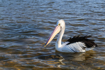 pelican in a lake,merimbula,australia