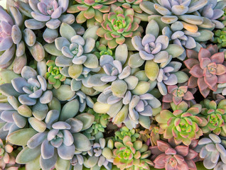 Rectangular arrangement of succulents; cactus succulents in a pl