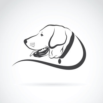 Vector image of an dog labrador head on white background