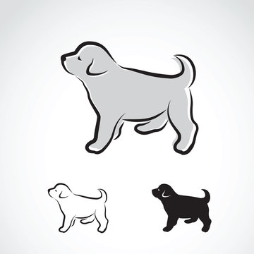 Vector image of an labrador puppy on white background