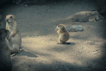 Prairie Dog Pup